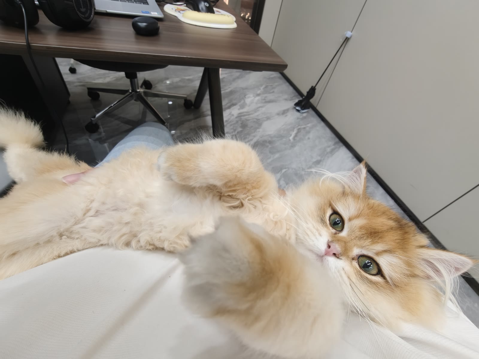 A cat relaxing on a chair