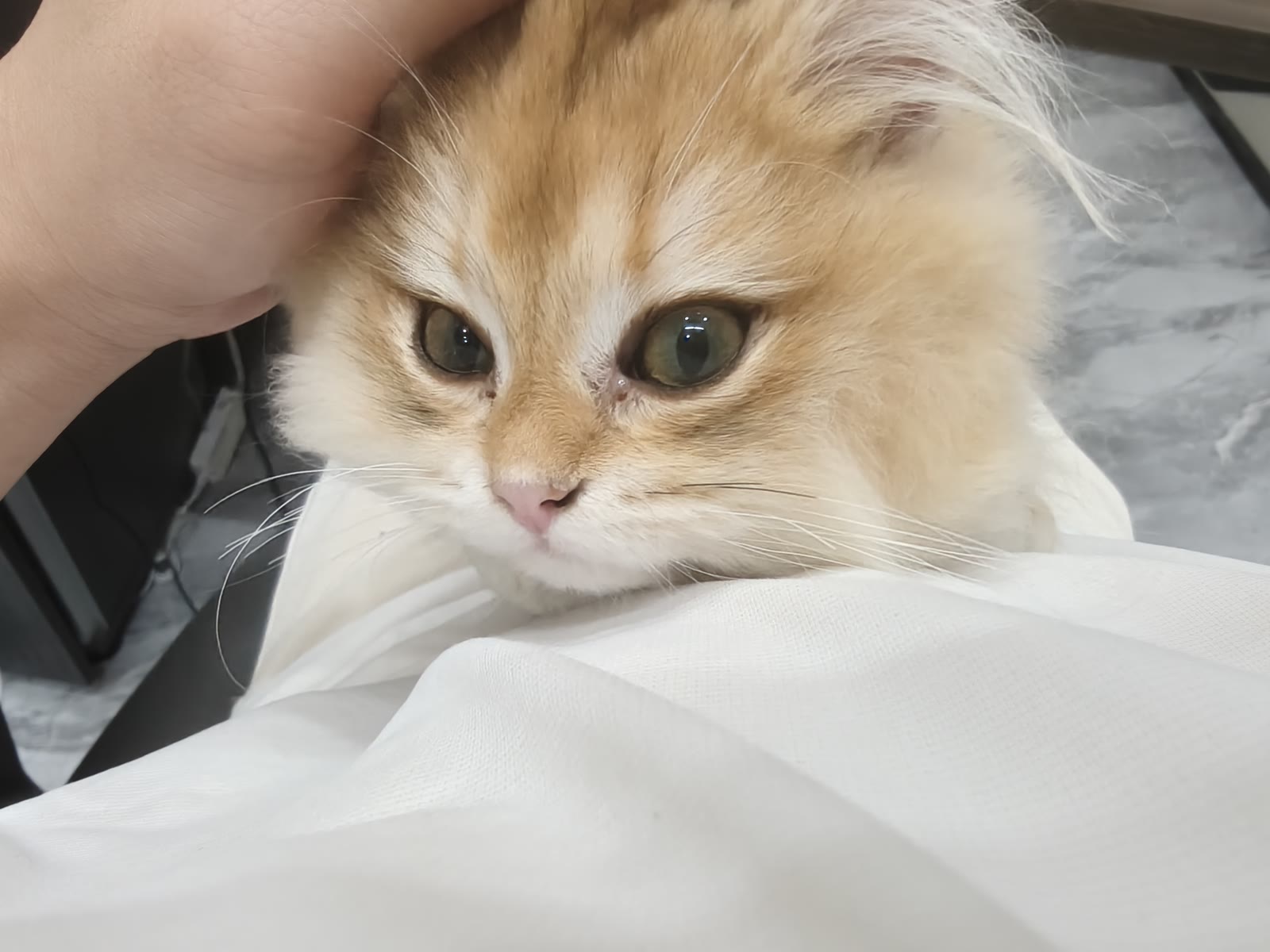 A cat resting close to the camera