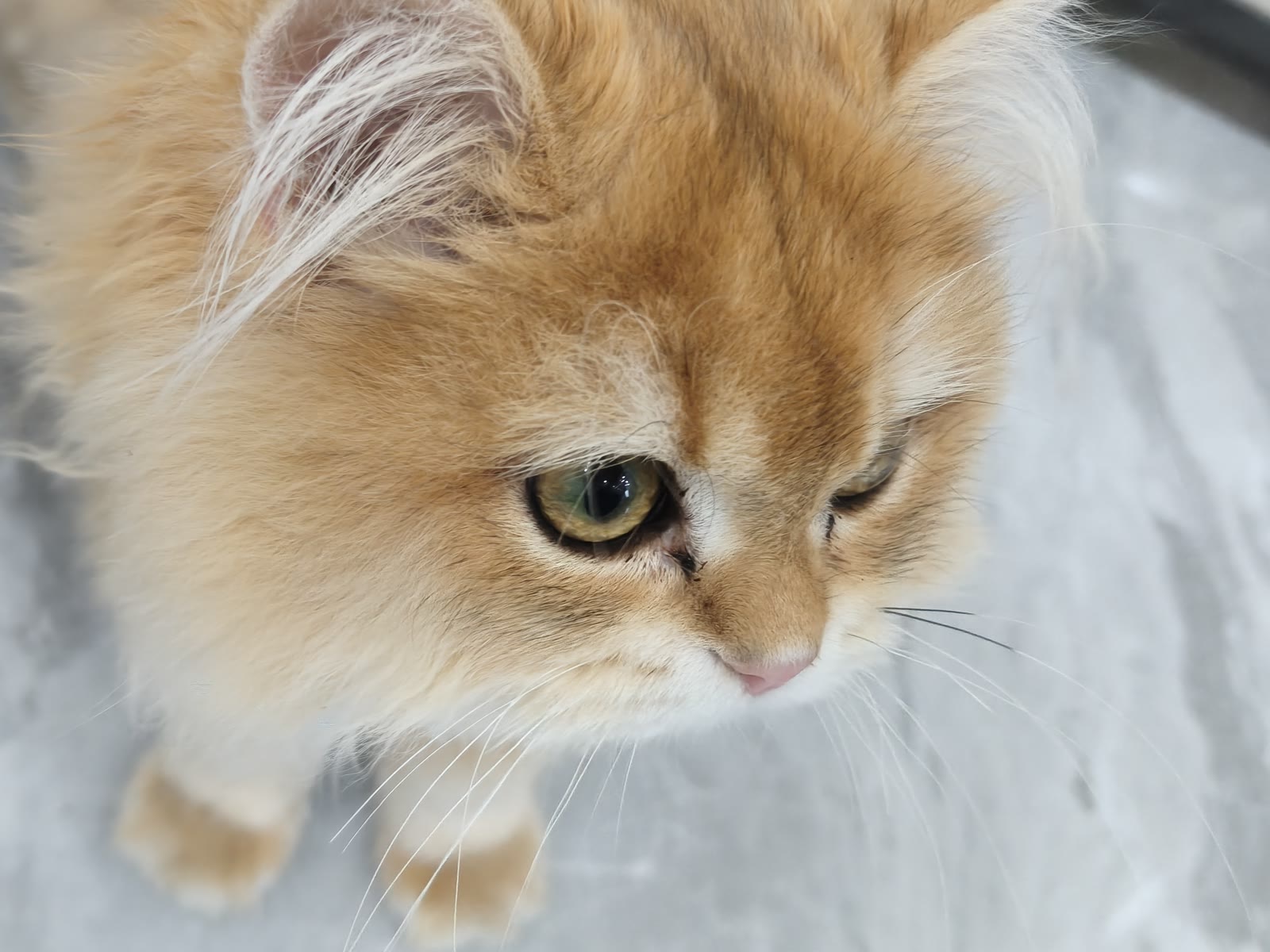 A cat looking down