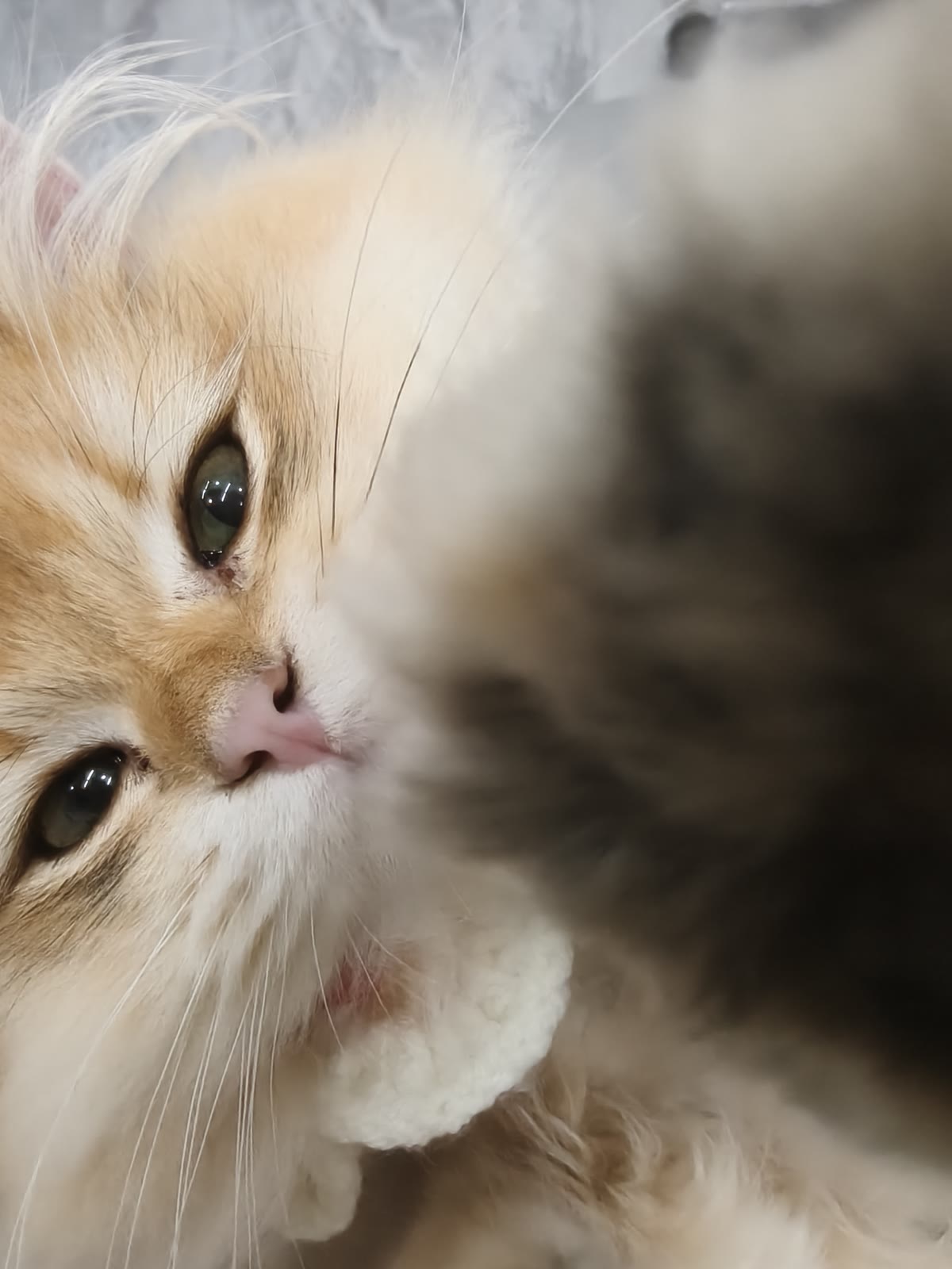 一只猫侧躺着靠近镜头