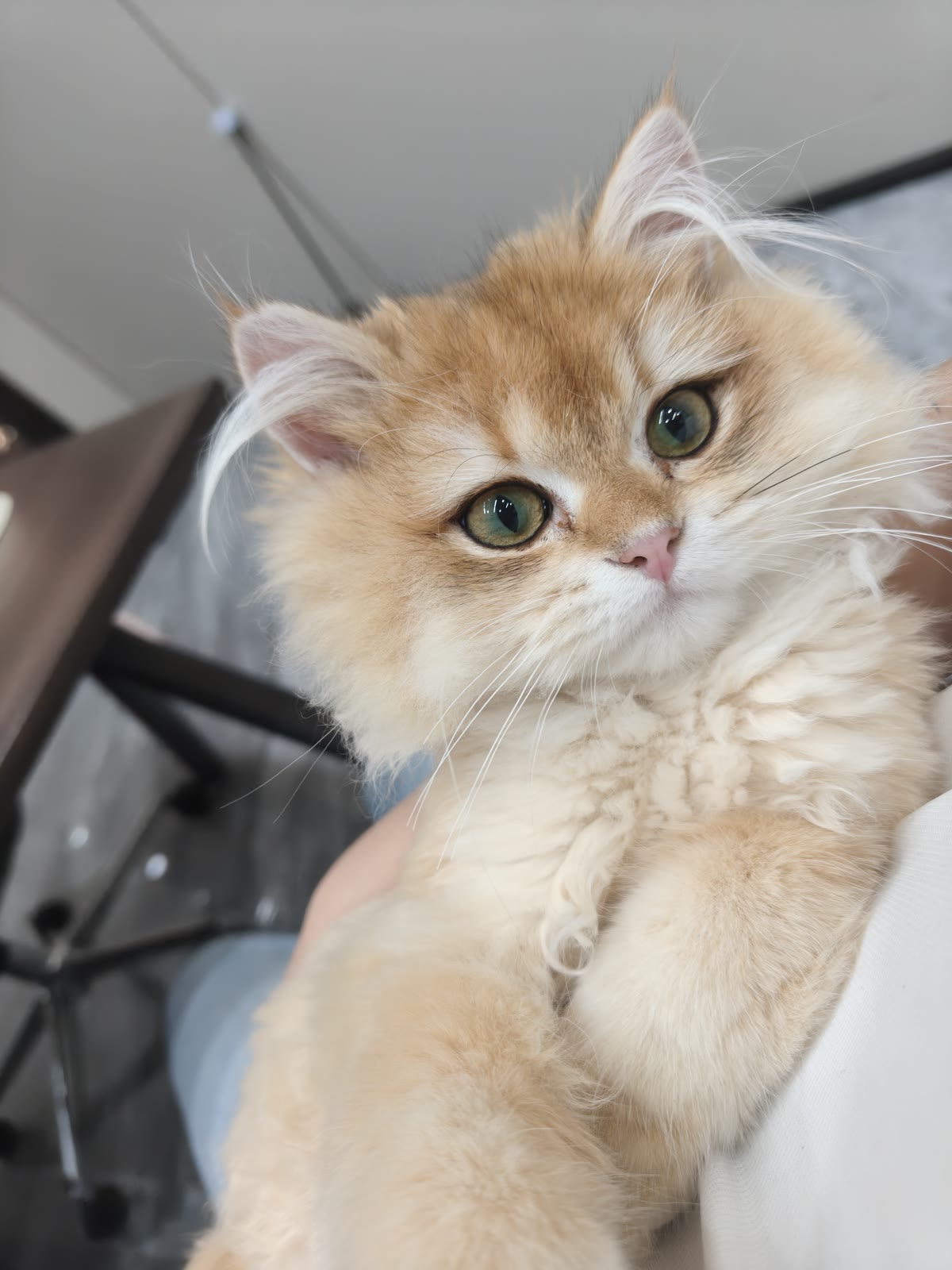 一只猫的近景