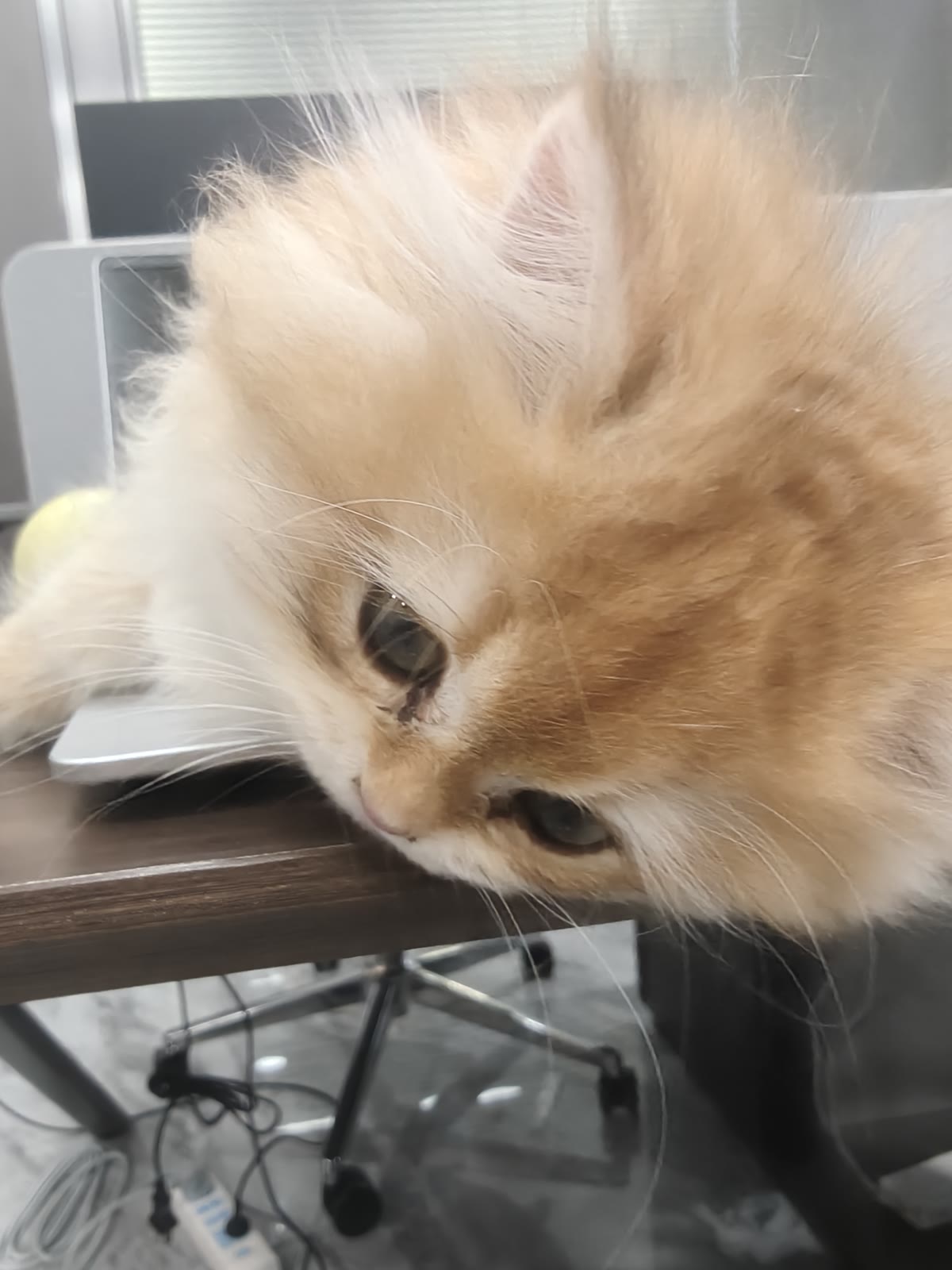 一只猫在桌边休息