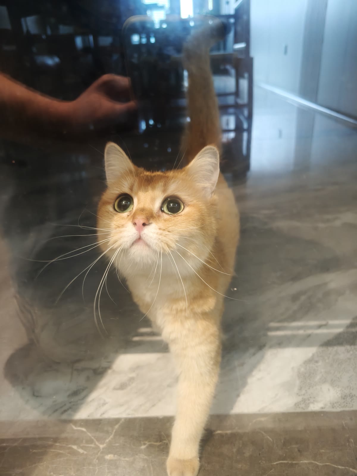 一只猫隔着玻璃望向镜头