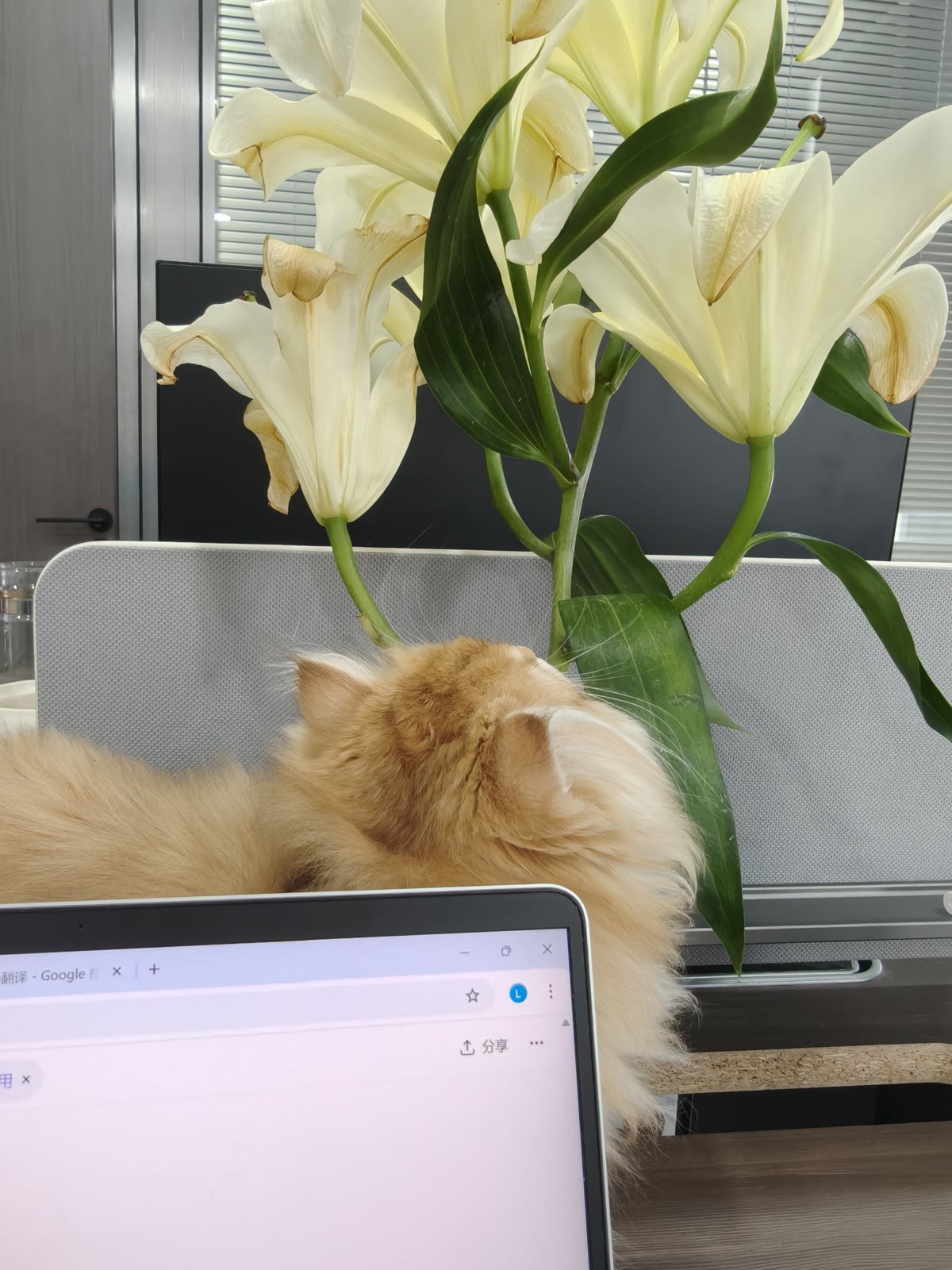 一只猫趴在有笔记本电脑和花束的工作台上