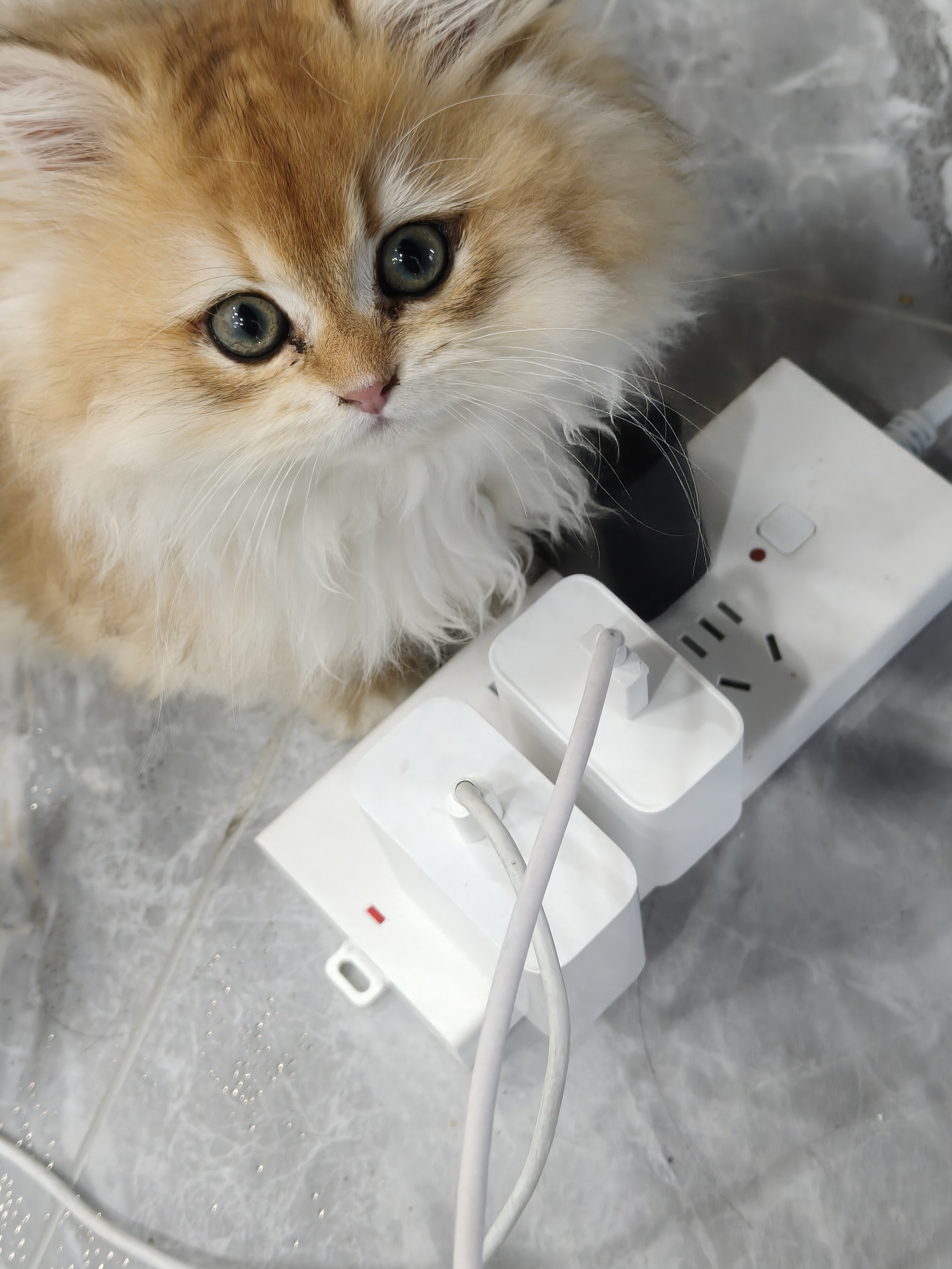 一只猫站在插线板旁边看向镜头